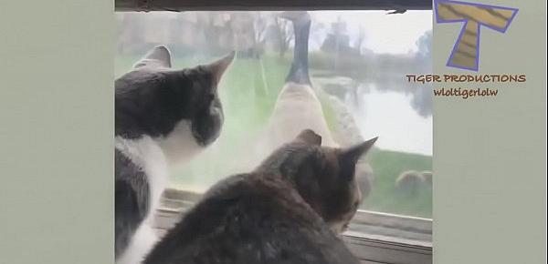  Funny cat video